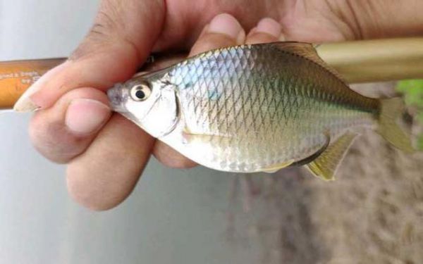 钓鳑鲏鱼用什么线组