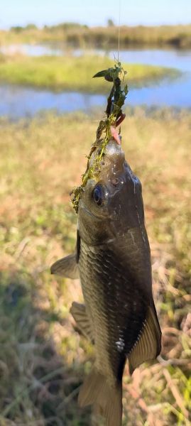 野河怎样钓大鲫