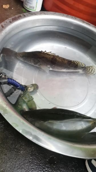 为什么野鱼难钓