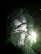 夜钓有鲢鳙闹窝怎么办