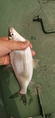 长江钓刁子鱼用什么线