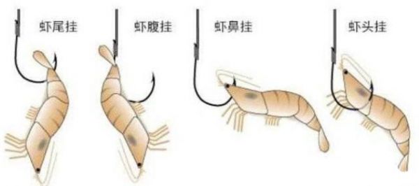 淡水虾钓鱼技巧