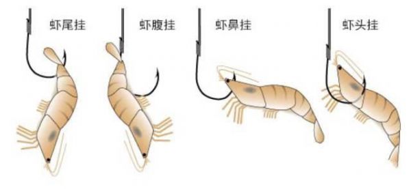 活虾海边钓鱼技巧