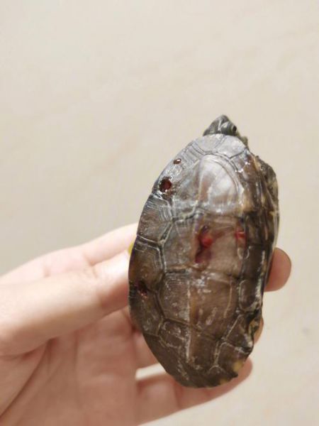乌龟嘴里有鱼钩怎么办