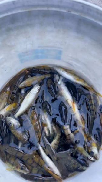 秋季野河可以钓什么鱼