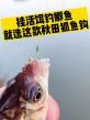 野生小鲫鱼用什么鱼钩