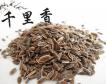 冬季钓鱼用什么香型小药