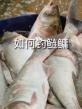秋季鲢鳙的钓法