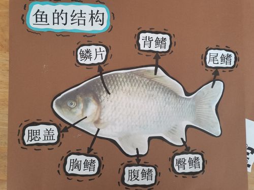 草鱼是否有一条线:探究草鱼身体构造的小秘密