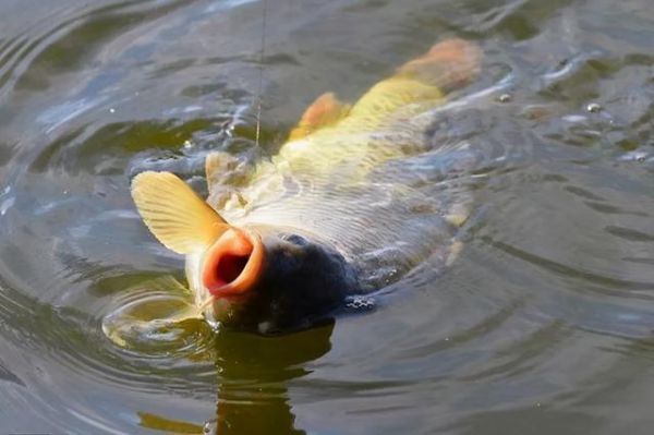 夏季草鱼开口时间的研究:习性、水温与季节的影响