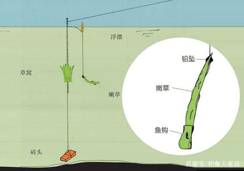 垂钓池塘中的青草草鱼技巧攻略