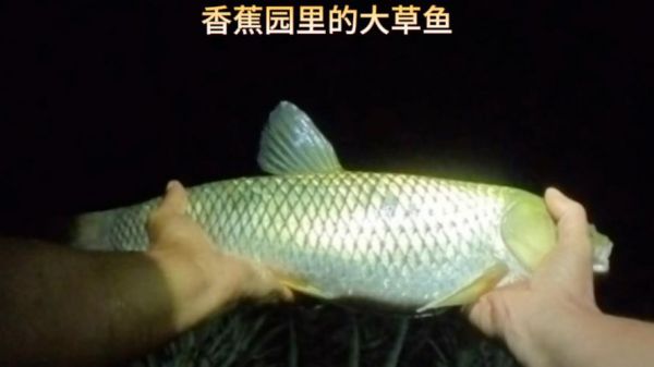 草鱼与香蕉:能否共同享用?