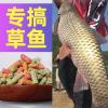 草鱼露的最佳搭配饵料:钓草鱼的秘密武器