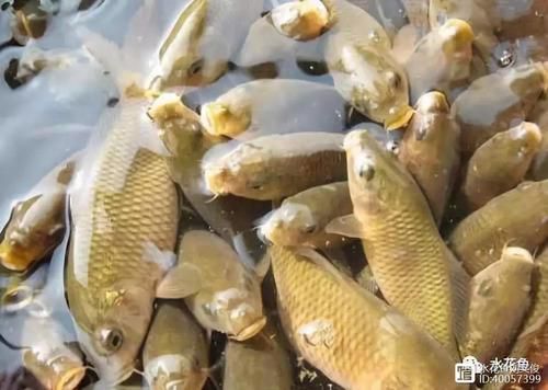 草鱼养殖新探索:全发酵豆渣喂养法