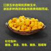 甜玉米在钓草鱼中的应用效果及策略分析