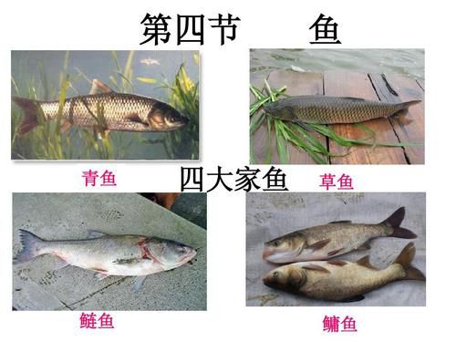后子鱼与草鱼的区别:深入了解两种鱼的特点与差异
