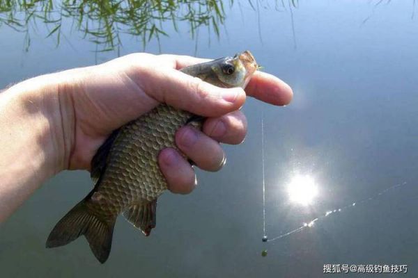 冬钓温差多少鱼不吃食
