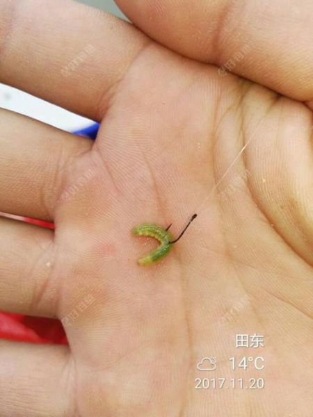 商品饵料怎么下水就掉了
