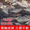 鱼塘的鱼用什么饵料喂