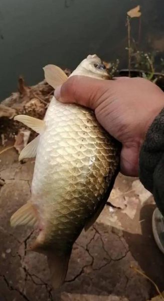 海杆串钩冬钓鲫视频