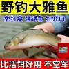 细鳞鱼用什么饵料钓