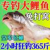 黑坑冬钓鲤鱼饵味型