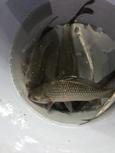 下雨后钓鱼选择饵料
