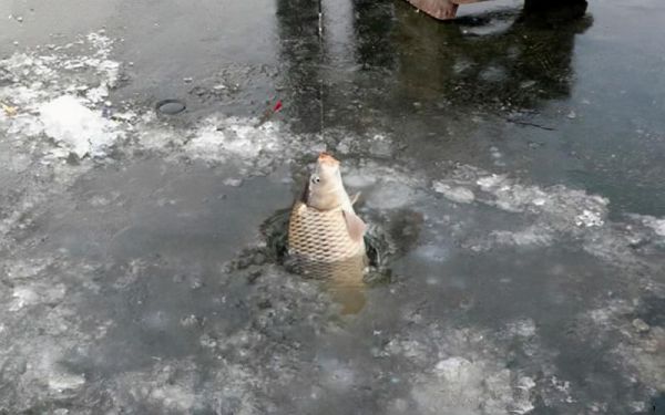 寒冬钓鲫鱼鲤鱼水深