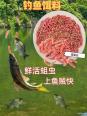 冬钓馆红虫开饵视频