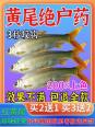 南方钓黄尾鱼饵料配方