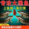 钓黑鱼用什么饵料好钓