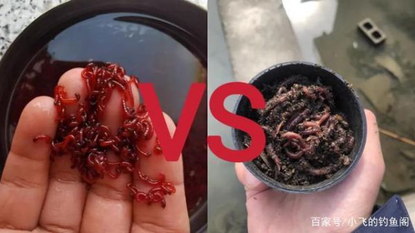 冬钓红虫好还是蚯蚓好