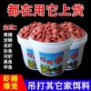 下网捕黄鳝用什么饵料