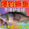 饵料为什么可以钓到桂鱼