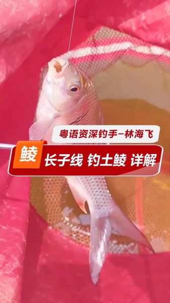 钓大土鲮的饵料搭配