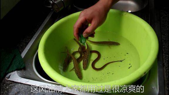 饵料加入风油精钓多鱼