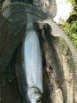白龙湖 钓鱼 饵料