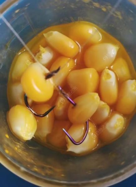 用玉米面自制鲤鱼饵料