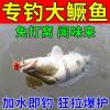 怎样投放桂鱼的饵料鱼