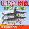 江团应该用什么饵料