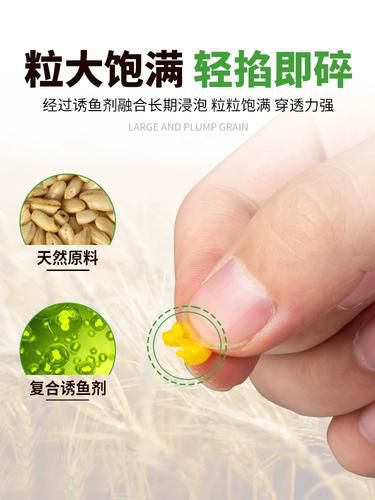 自制麦粒钓鱼饵料秘方