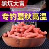 怎样钓青鱼 饵料窝料
