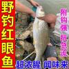 钓红眼鱼用什么饵料