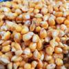 臭玉米饵料制做方法
