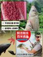鱼冬天是不是不吃饵料