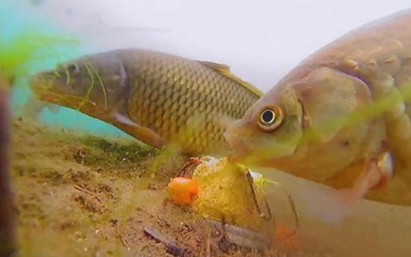 冬钓鲤鱼水下摄食视频