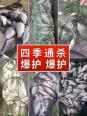 池塘冬天怎么钓鱼饵料