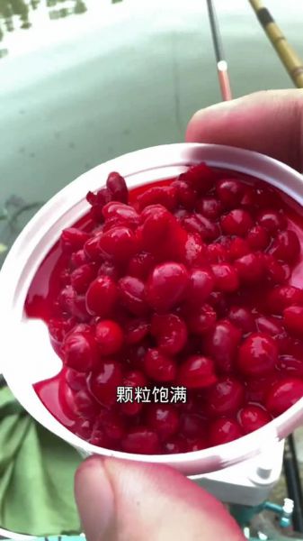 初冬钓鲫鱼可用麦粒饵