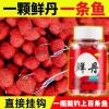 河北钓鱼夏天用什么饵料
