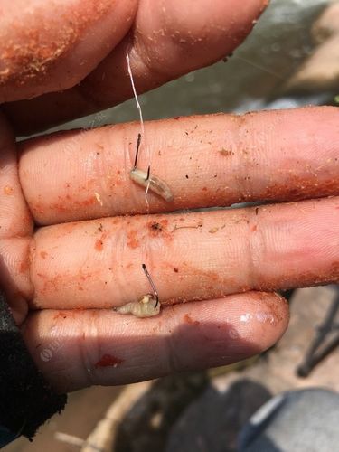 钓沙滩能用假饵料吗
